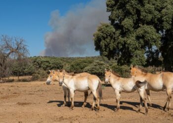 Spain’s Animal Heroes: How Safari Madrid Saved a Wildfire