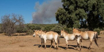 Spain’s Animal Heroes: How Safari Madrid Saved a Wildfire