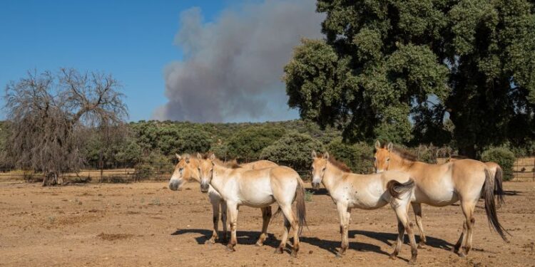 Spain’s Animal Heroes: How Safari Madrid Saved a Wildfire
