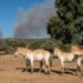 Spain’s Animal Heroes: How Safari Madrid Saved a Wildfire