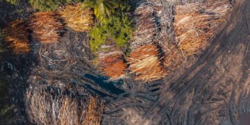 Strong Action Against Those Profiting from Forest and Water Destruction – Mahama