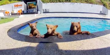 The Curious Coexistence: A Black Bear’s Pool and a California Couple