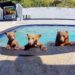 The Curious Coexistence: A Black Bear’s Pool and a California Couple