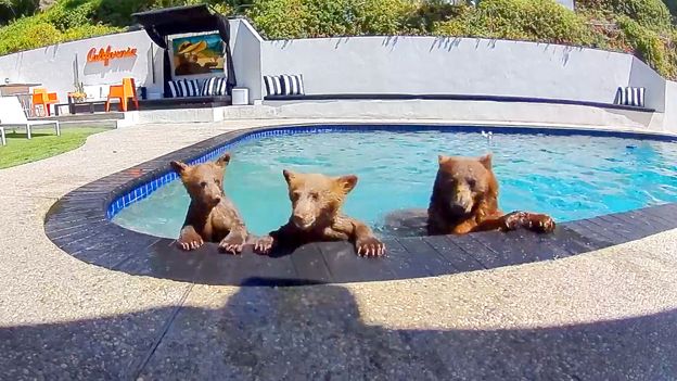 The Curious Coexistence: A Black Bear’s Pool and a California Couple