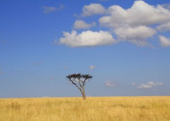 The Maasai Mara’s Battle: Can Kenya’s Iconic Ecosystem Be Saved?