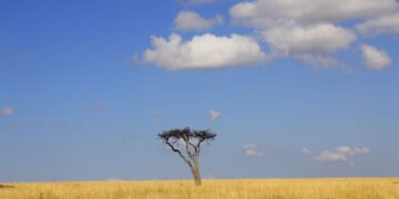 The Maasai Mara’s Battle: Can Kenya’s Iconic Ecosystem Be Saved?