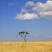 The Maasai Mara’s Battle: Can Kenya’s Iconic Ecosystem Be Saved?