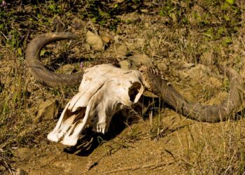 Tragedy at Kakum: Wildlife Guard Shot Dead by Suspected Poacher