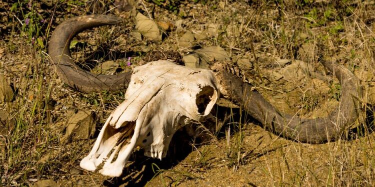 Tragedy at Kakum: Wildlife Guard Shot Dead by Suspected Poacher