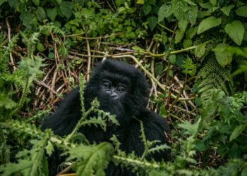 Virunga Park’s Role in Protecting Ebola and Mountain Gorillas in Eastern DRC