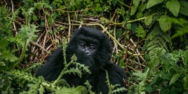 Virunga Park’s Role in Protecting Ebola and Mountain Gorillas in Eastern DRC