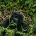 Virunga Park’s Role in Protecting Ebola and Mountain Gorillas in Eastern DRC