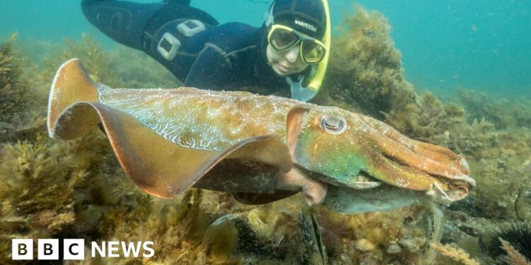 Why Australia’s Giant Cuttlefish Mating Season Has Gone Silent