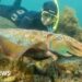 Why Australia’s Giant Cuttlefish Mating Season Has Gone Silent