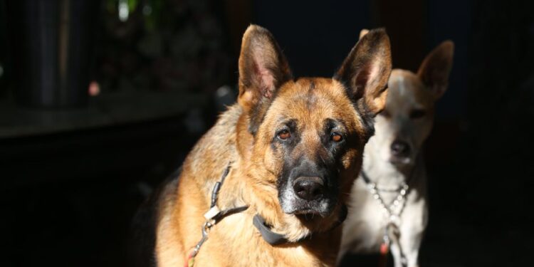 Why Many Prefer Dogs for Security – Analyst Explains