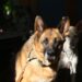 Why Many Prefer Dogs for Security – Analyst Explains