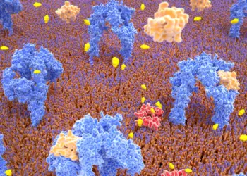 Genetic Tweaks May Unlock Potential for Pancreatic Cell Regeneration