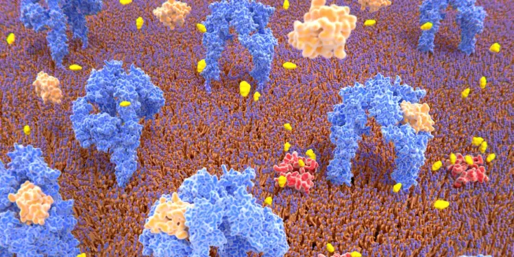 Genetic Tweaks May Unlock Potential for Pancreatic Cell Regeneration