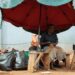 IMF Highlights Political Weakness in Ghana’s State-Owned Enterprises